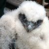 Five Baby Falcons Born At Three City Bridges